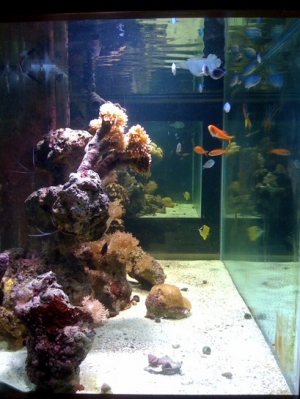 Side view of my tank.