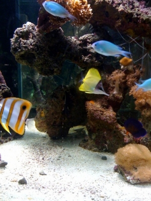 My new yellow longnose butterfly