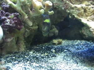 our first tang ever...Naso Tang (Achilles)