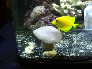 the Yellow Tang (Apollo)