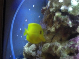 Apollo again (yes I name our fish lol)