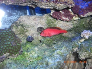 Scarlet Hawkfish (Cali)