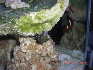 Metallic Blue Legged Hermit Crab (Hermes)