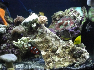 the Biocube