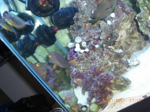 our Tangs