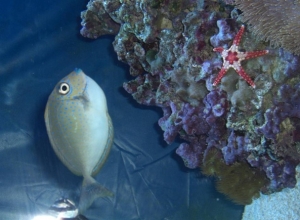 Bandit our Vlamingi Tang (my all time favourite fish!) and the new starfish:)