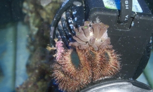 our crazy urchin!!!