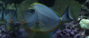Blonde Naso Tang (we no longer have her)