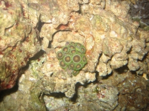GBP Zoanthids