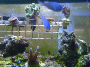 frag rack