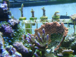 frag rack (bubble algae is gone)