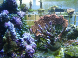Frags and Tri color (bubble algae is gone)