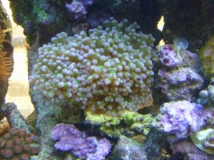 frog spawn