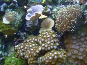 Toadstools n zoos
