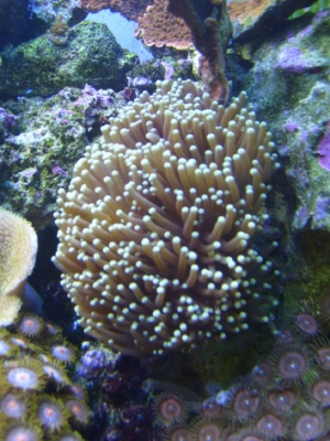 torch1
