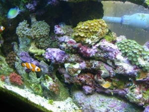 zoos