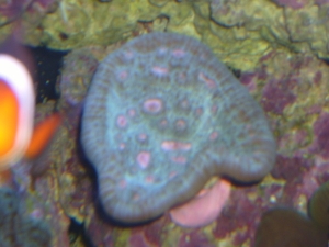 watermelon flashed (sneeky nemo!)