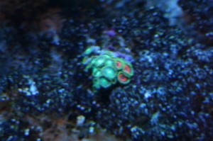zoa polyps that started with 6 heads now has 20