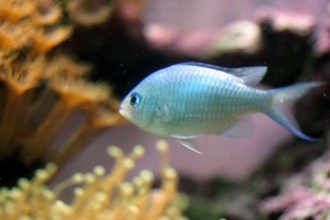 Green Chromis