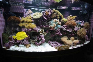 Full Tank View