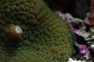 Green Mushroom