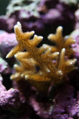 BirdsNest Frag