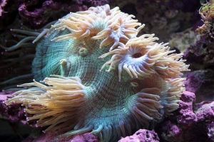 Elegance Coral