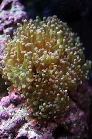 Frogspawn