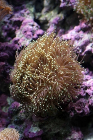 Hammer Coral