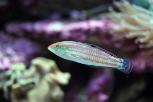 Christmas Wrasse Kringle