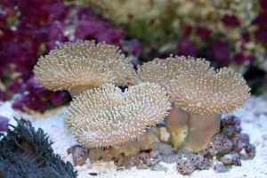 Toadstool Leather