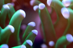 Frogspawn