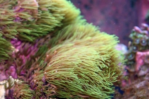 Green Star Polyps