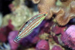 Christams Wrasse