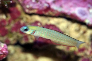 Striped Dartfish