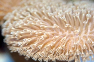 Toadstool Leather