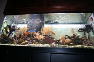 Tank 05/15/2009