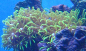 closeup of green star polyps