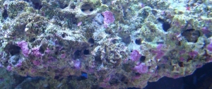 coraline algae