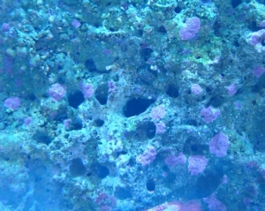 coraline algae