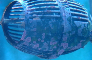 coraline algae