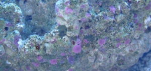 coraline algae growth