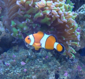 nemo