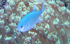 chromis