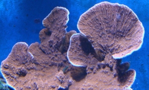 monti cap