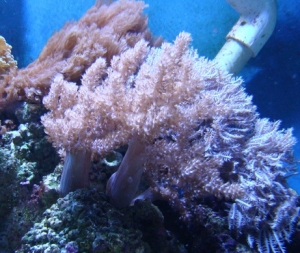 kenya athenia axenia