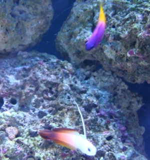 gramma and fire goby