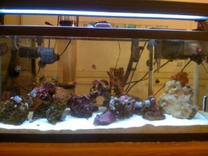 29 Gal tank A