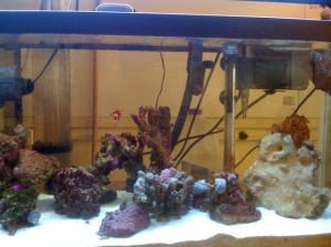 29 Gal tank B