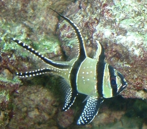 Mr. Bangai.... My Bangai Cardinal Fish